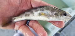 Menticirrhus americanus