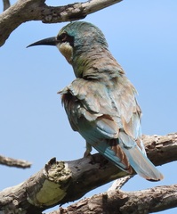 Merops persicus persicus