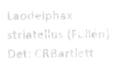 Laodelphax striatella