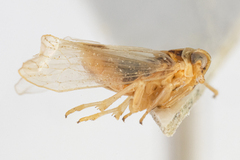 Laodelphax striatella