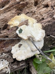 Trametes lactinea