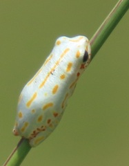 Hyperolius marmoratus taeniatus