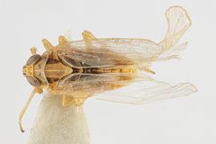 Laodelphax striatella