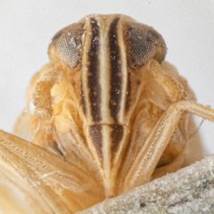 Laodelphax striatella
