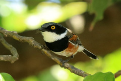 Batis capensis