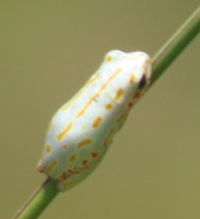 Hyperolius marmoratus taeniatus