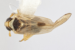 Laodelphax striatella