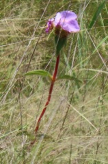 Argyrella phaeotricha