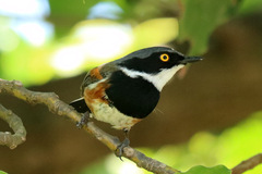 Batis capensis