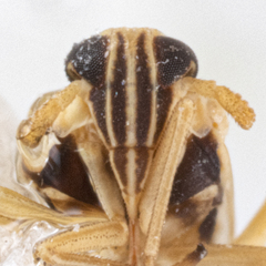 Laodelphax striatella