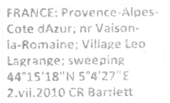 Laodelphax striatella