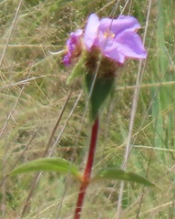 Argyrella phaeotricha