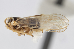 Laodelphax striatella