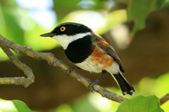 Batis capensis