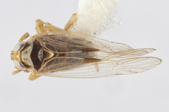 Laodelphax striatella