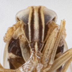 Laodelphax striatella