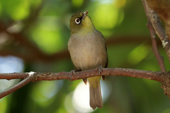 Zosterops virens capensis