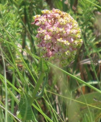 Asclepias albens
