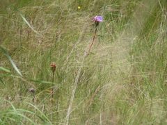 Argyrella phaeotricha