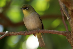 Zosterops virens capensis