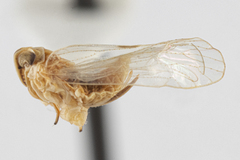 Laodelphax striatella