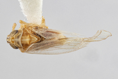 Laodelphax striatella