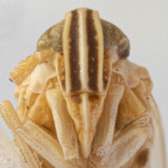 Laodelphax striatella