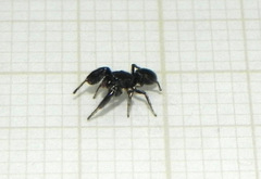 Chirothecia