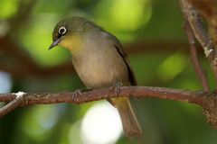 Zosterops virens capensis