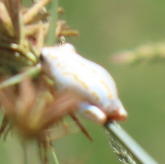 Hyperolius marmoratus taeniatus