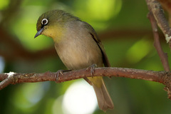 Zosterops virens capensis