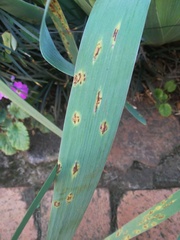 Puccinia iridis