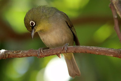 Zosterops virens capensis