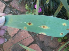 Puccinia iridis