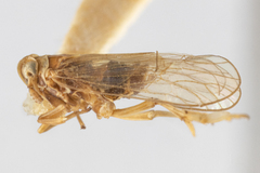 Opiconsiva albicollis