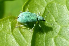 Polydrusus planifrons