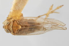 Opiconsiva albicollis