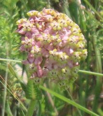 Asclepias albens