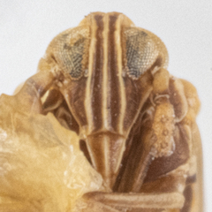 Opiconsiva albicollis