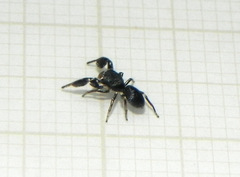 Chirothecia