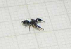 Chirothecia