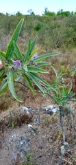 Solanum glaucophyllum