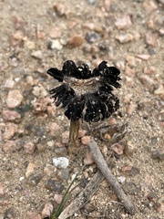 Montagnea arenaria