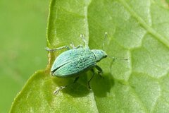 Polydrusus planifrons