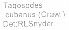 Tagosodes cubanus