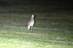 Burhinus capensis capensis