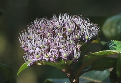 Hydrangea arguta