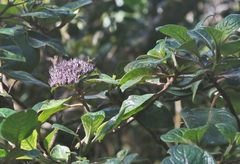 Hydrangea arguta