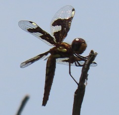 Palpopleura