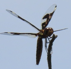 Palpopleura